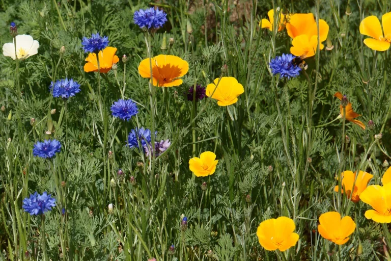 Bloemen als babynamen